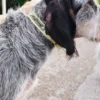 Collar para perro AMV DOGS. Referencia: COLLIERCHIENH26