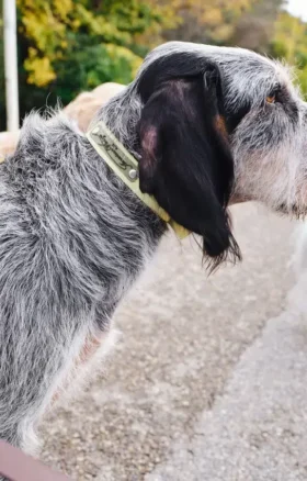 Collar para perro AMV DOGS. Referencia: COLLIERCHIENH26