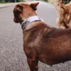 Collar para perro AMV DOGS. Referencia: COLLIERCHIENH26