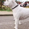 Collar para perro AMV DOGS. Referencia: COLLIERCHIENH26