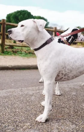 Collar para perro AMV DOGS. Referencia: COLLIERCHIENH26