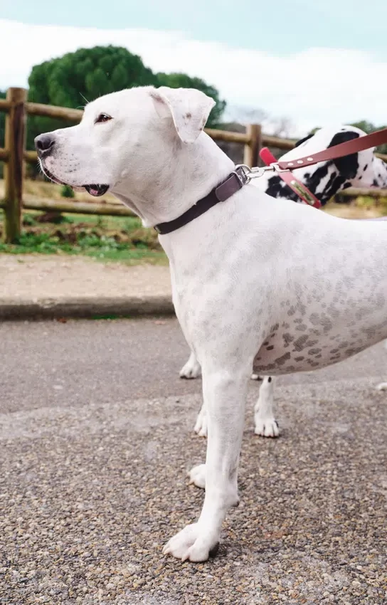 Collar para perro AMV DOGS. Referencia: COLLIERCHIENH26