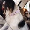Collar para perro AMV DOGS. Referencia: COLLIERCHIENH26