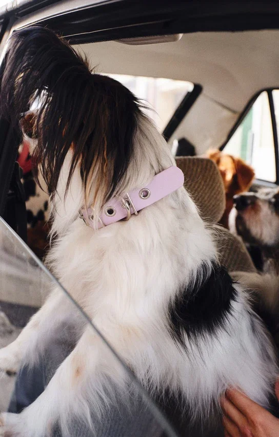 Collar para perro AMV DOGS. Referencia: COLLIERCHIENH26