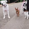 Correa para perros AMV DOGS. Referencia: LAISSECHIENH26