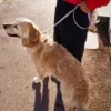 Correa para perros AMV DOGS. Referencia: LAISSECHIENH26