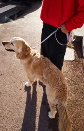 Correa para perros AMV DOGS. Referencia: LAISSECHIENH26