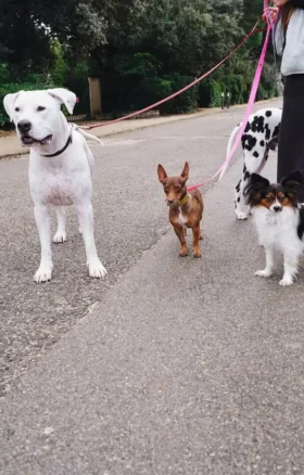 Correa para perros AMV DOGS. Referencia: LAISSECHIENH26
