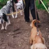 Correa para perros AMV DOGS. Referencia: LAISSECHIENH26