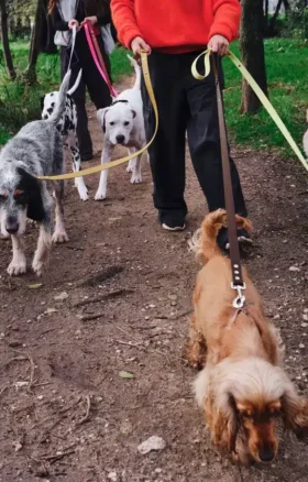 Correa para perros AMV DOGS. Referencia: LAISSECHIENH26