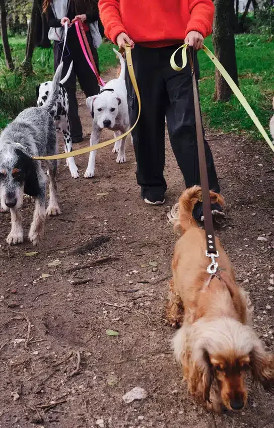 Correa para perros AMV DOGS. Referencia: LAISSECHIENH26