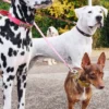 Correa para perros AMV DOGS. Referencia: LAISSECHIENH26