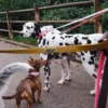 Correa para perros AMV DOGS. Referencia: LAISSECHIENH26