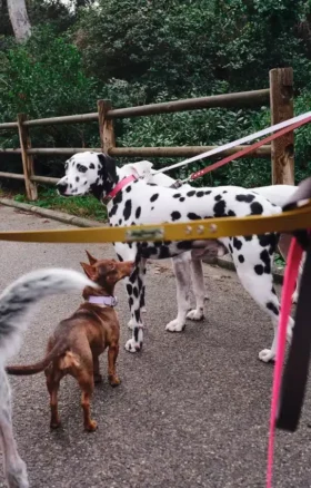 Correa para perros AMV DOGS. Referencia: LAISSECHIENH26