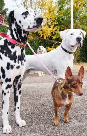 Correa para perros AMV DOGS. Referencia: LAISSECHIENH26