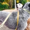 Correa para perros AMV DOGS. Referencia: LAISSECHIENH26