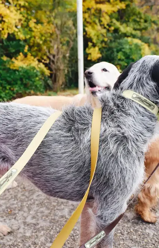 Correa para perros AMV DOGS. Referencia: LAISSECHIENH26
