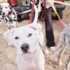 Correa para perros AMV DOGS. Referencia: LAISSECHIENH26