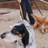 Correa para perros AMV DOGS. Referencia: LAISSECHIENH26