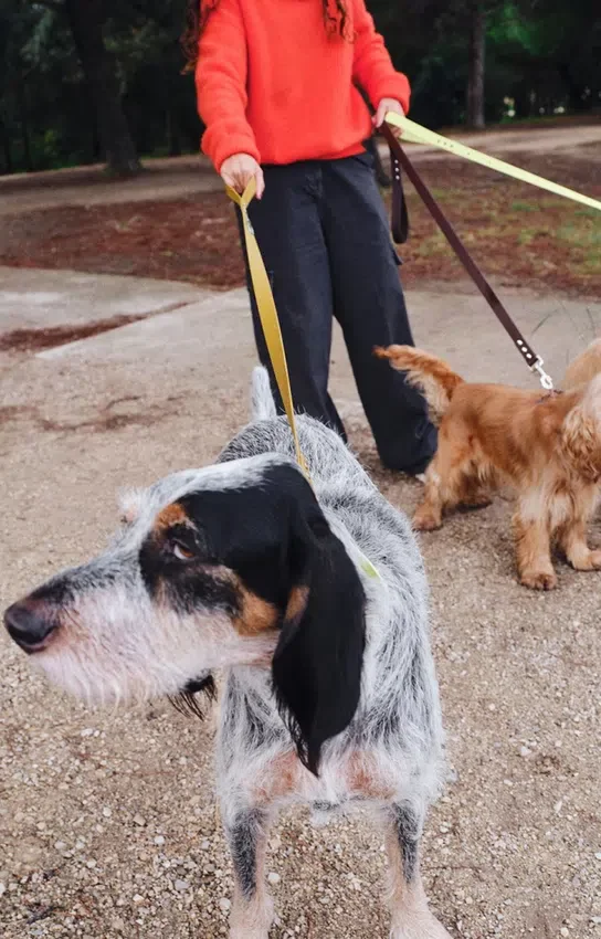 Correa para perros AMV DOGS. Referencia: LAISSECHIENH26